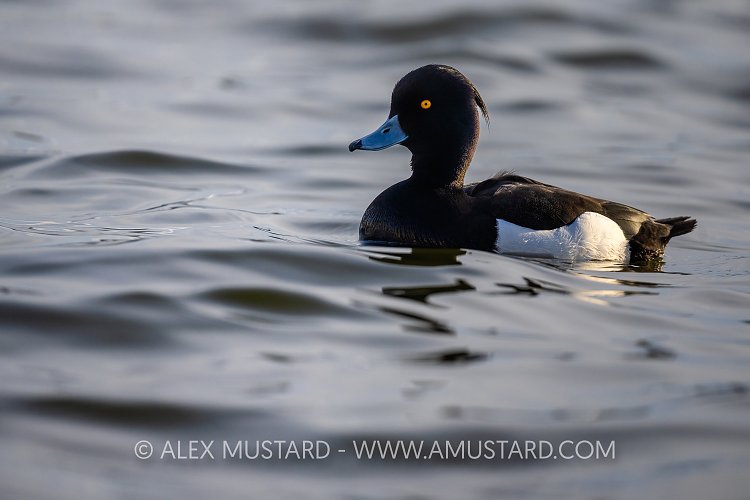 Tufted Duck, Iceland