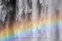 Fulmar Above Rainbow, Iceland