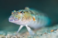 Sandperch Portrait, Indonesia