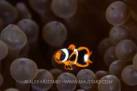 Juvenile Anemonefish, Indonesia