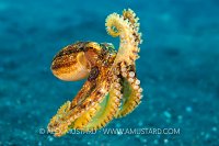 Swimming Mototi, Indonesia