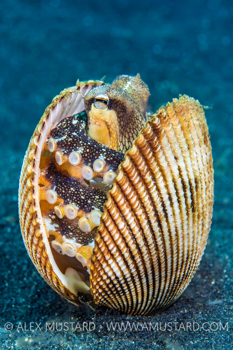 Octopus In Shell, Indonesia
