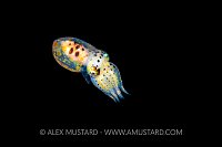 Juvenile Veined Octopus, Indonesia