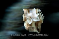 Juvenile Sweetlips Dancing Blur, Indonesia