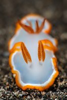 Nudibranch Portrait, Indonesia
