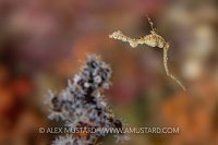 Lembeh Sea Dragon, Indonesia
