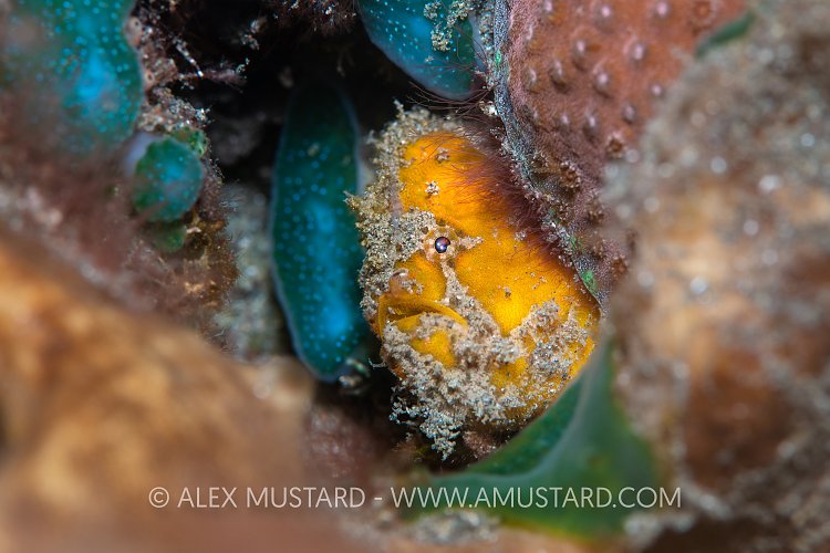 Ocellate Frogfish, Indonesia