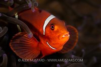 Spine Cheek Anemonefish, Indonesia