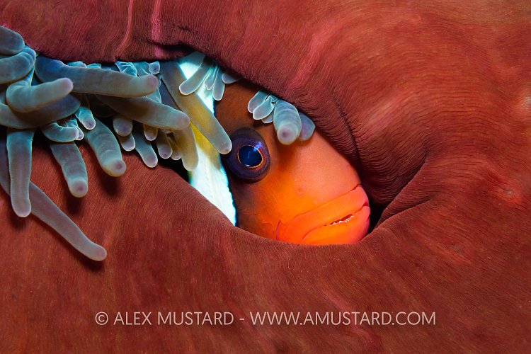Tomato Anemonefish, Indonesia