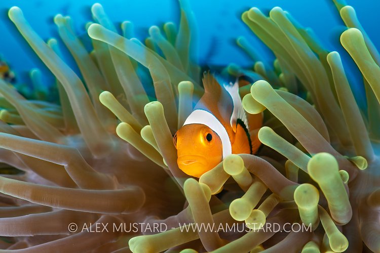 Clownfish In Anemone, Indonesia