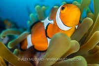 Clownfish In Anemone, Indonesia