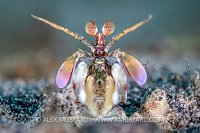 Pink Mantis, Indonesia