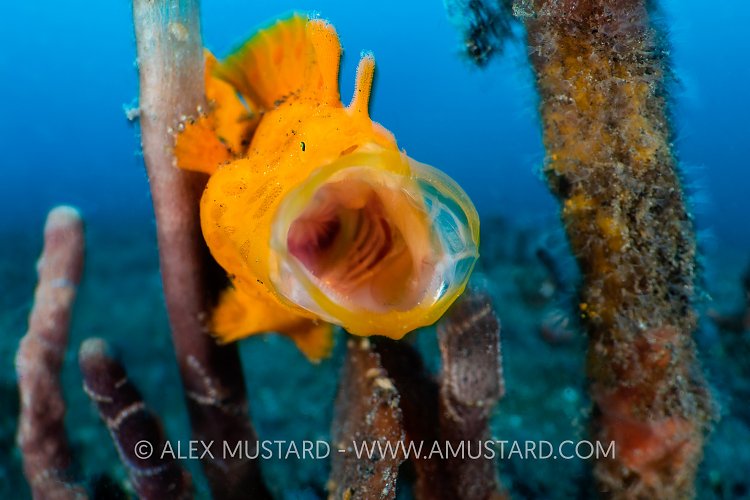 Yawning Frogfish, Indonesia