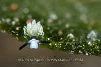 Shaun The Sheep Slug, Indonesia