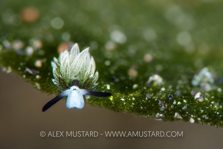 Shaun The Sheep Slug, Indonesia