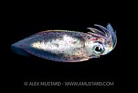 Flying Squid, Indonesia