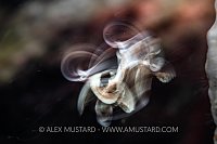 Juvenile Sweetlips Dancing Blur, Indonesia