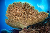Table Coral, Philippines