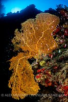 Orange Sea Fan, Philippines