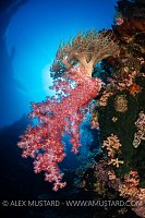 Reef Corals, Philippines