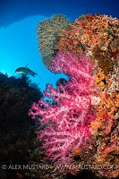 Reef Scene, Philippines