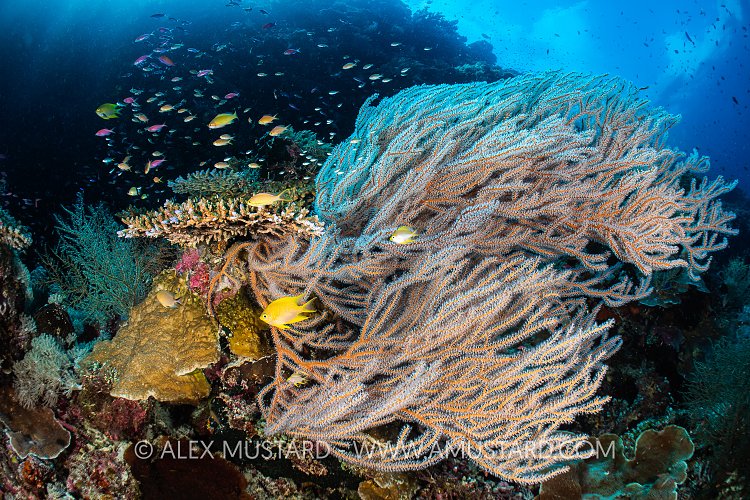 Reef Scene, Philippines