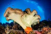 Leather Coral In Snell, Philippines