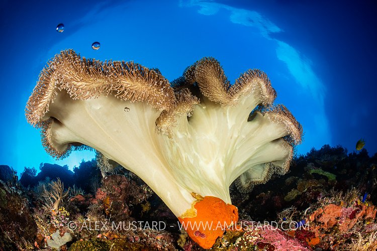 Leather Coral In Snell, Philippines