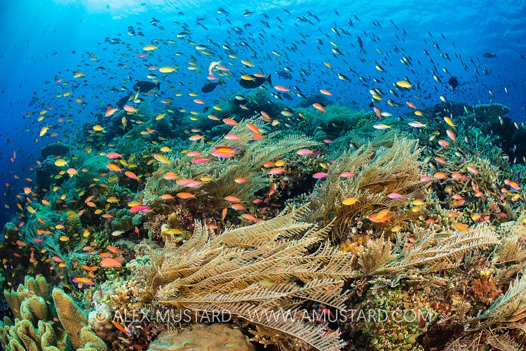 Anthias And Hydroids, Philippines
