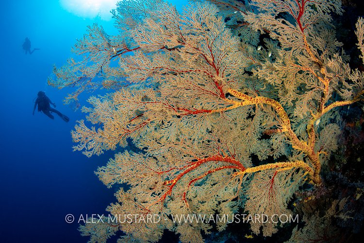 Sea Fans And Divers, Philippines