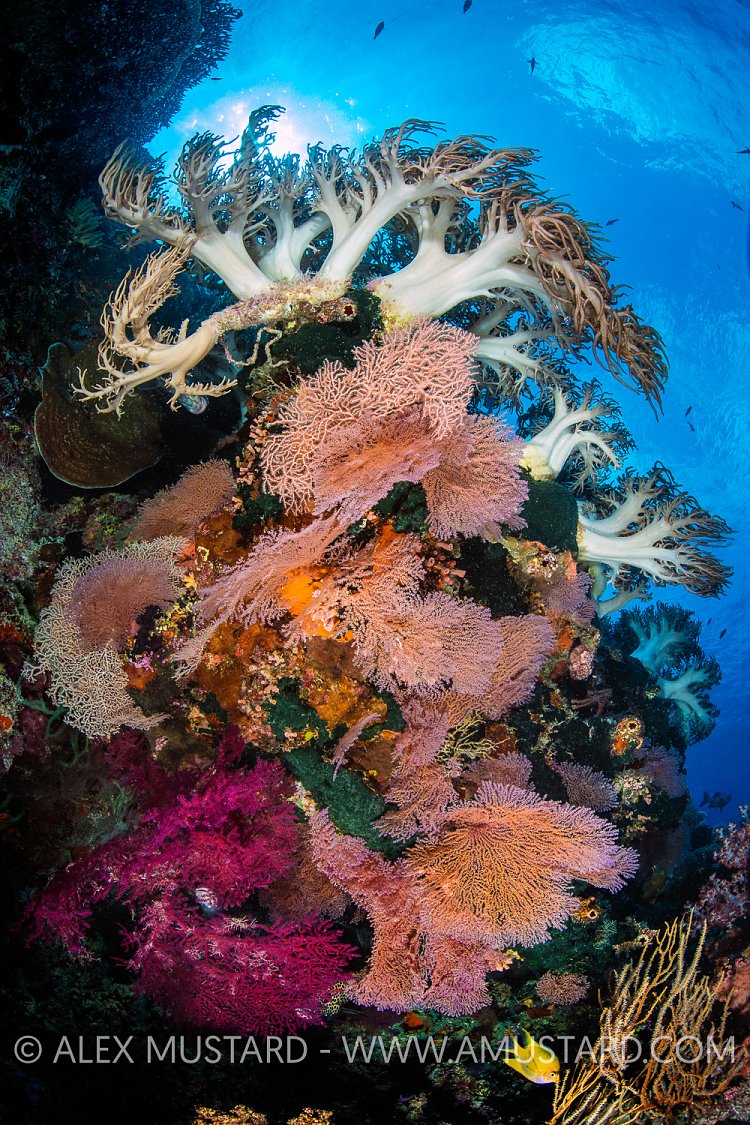 Reef Scene, Philippines