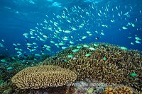 Chromis Over Corals, Philippines
