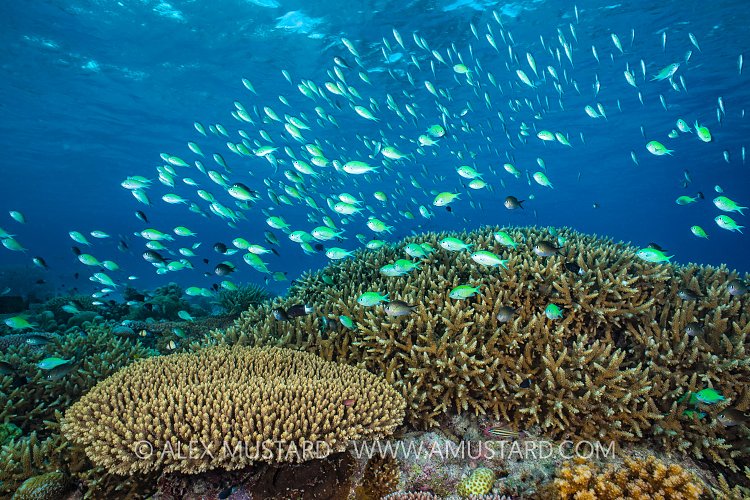 Chromis Over Corals, Philippines