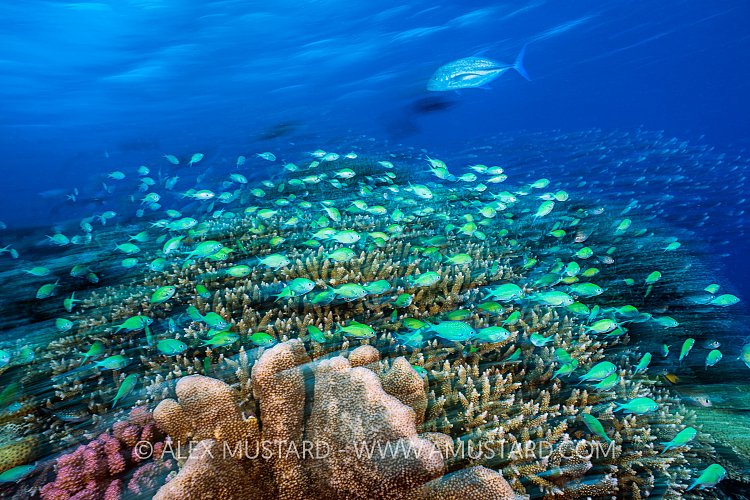 The Hunt,  Philippines