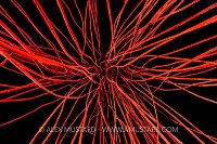 Red Whip Coral, Philippines