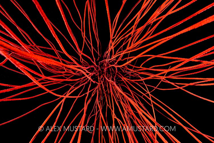 Red Whip Coral, Philippines