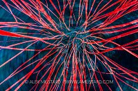 Red Whip Coral Spin, Philippines