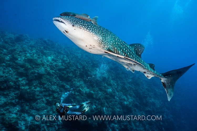Juvenile Whale Shark, Philippines