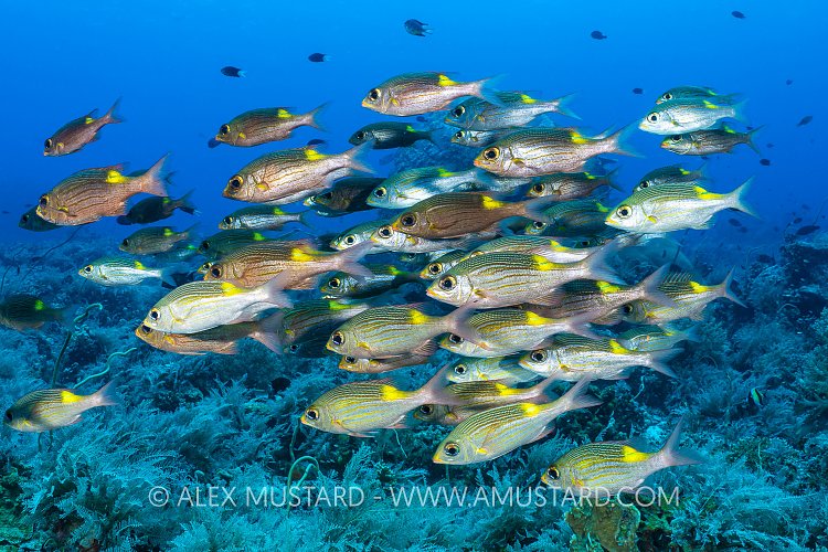 Seabream School, Philippines