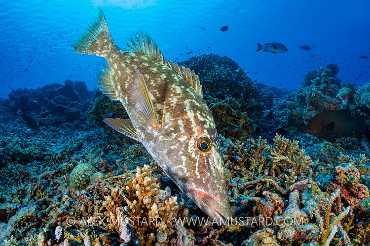 Longnose Emperor Feeding, Philippines