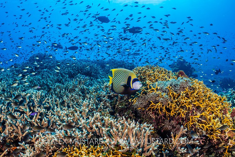 Emperor Of The Reef, Philippines