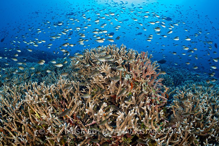 Fish And Corals, Philippines