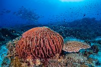 Barrel Sponge And Jacks, Philiipines