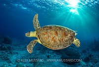 Green Turtle With Dappled Sun, Philippines