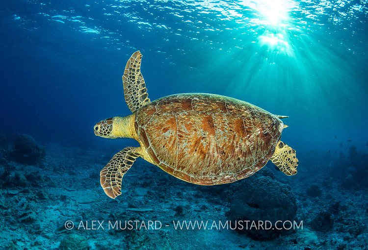 Green Turtle With Dappled Sun, Philippines