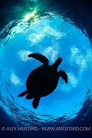 Green Turtle Silhouette, Philippines