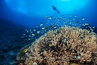 Diver Over Corals, Philippines