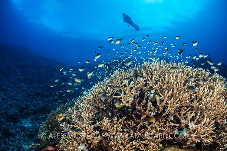 Diver Over Corals, Philippines