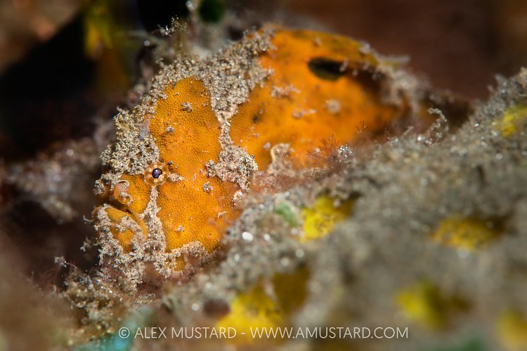 Ocellate Frogfish, Indonesia
