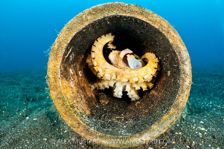 Mototi In Bamboo Den, Indonesia